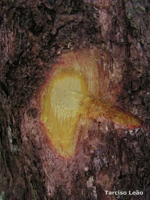 Pogonophora schomburgkiana