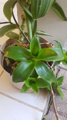profi saatgut Profi Saatgut 30 kg Pferdewiese, Pferdeweide, GreenHype, Koppel, Weide   Heinrichs Agrar