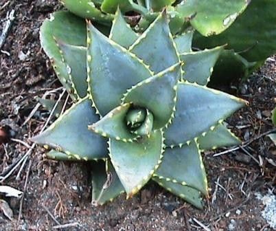 agave victoriae reginae pflege Agave victoriae reginae