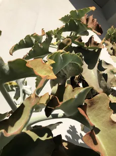 Wie man Elefantenohr-Kalanchoe anbaut und pflegt