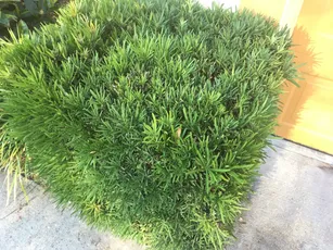 bonsai werkzeug tasche Japanische Bonsai Werkzeug Rolltasche HERGESTELLT IN JAPAN  Wazakura Japan