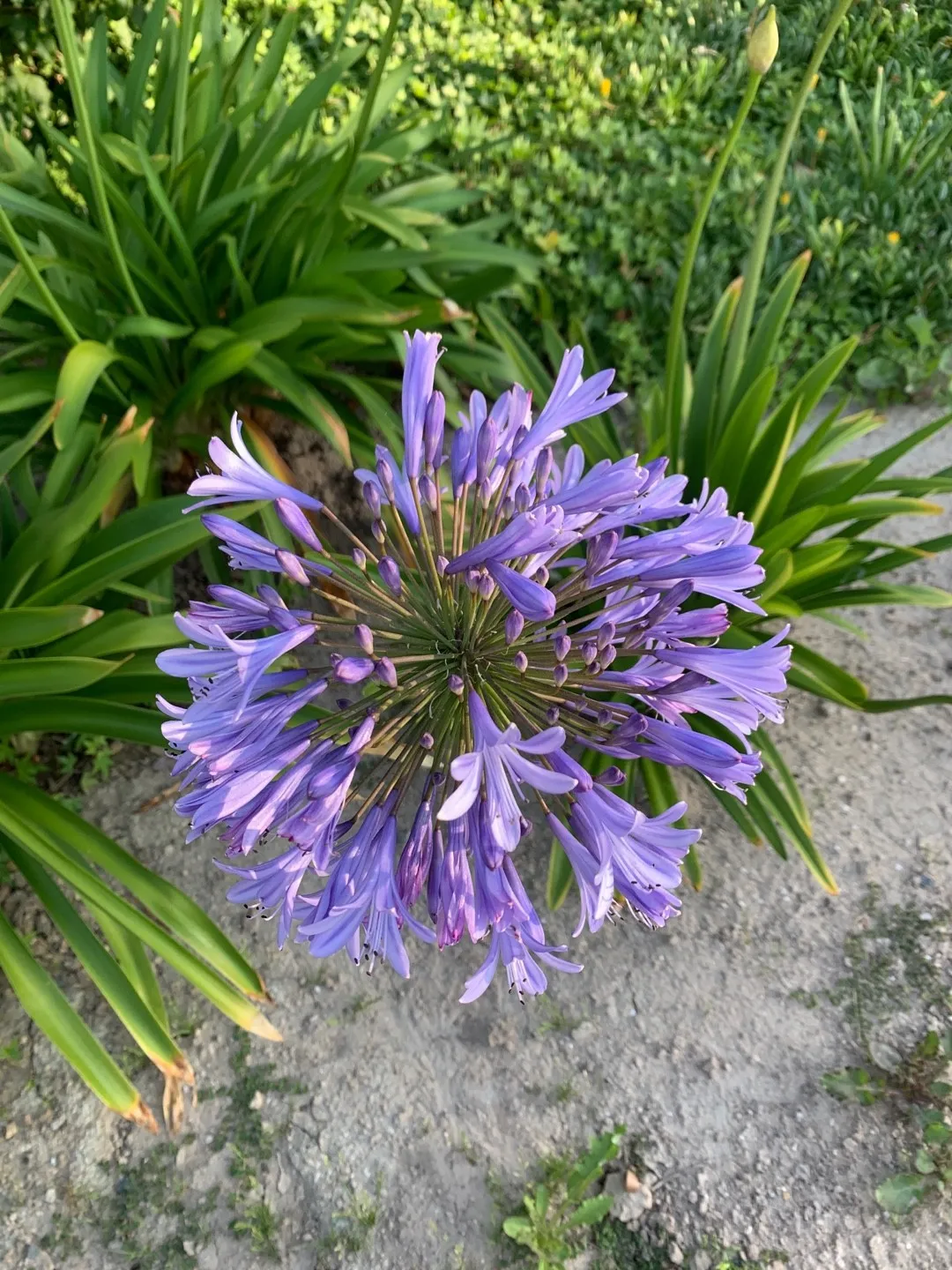 アガパンサス属の判定方法 (Agapanthus)