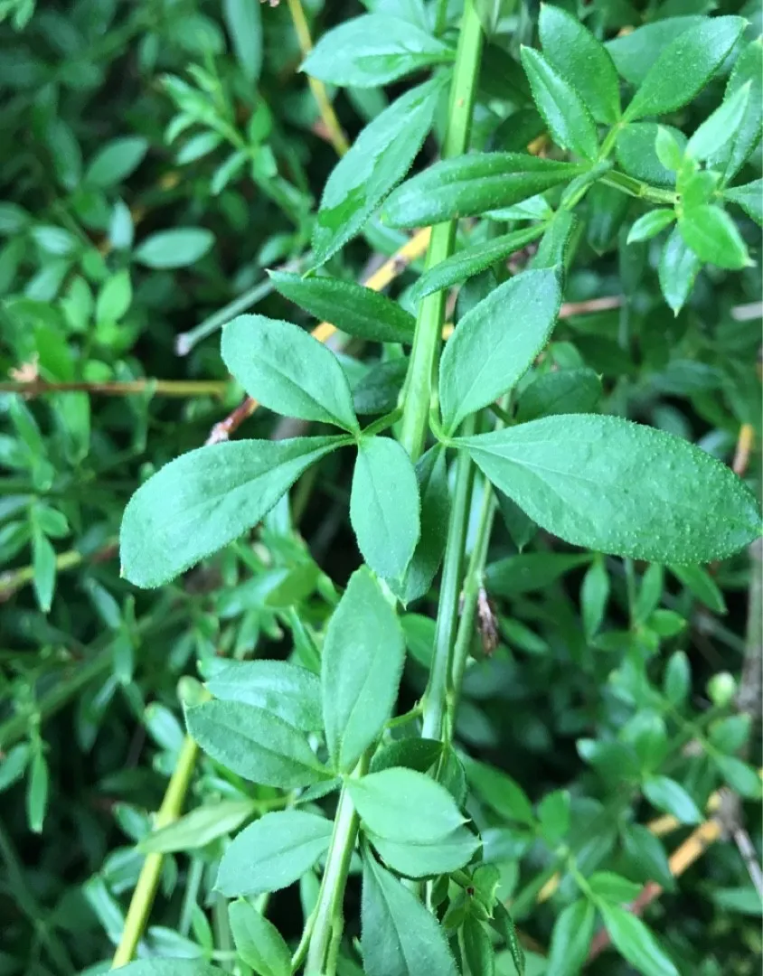 How to identify Jasmine (Jasminum)