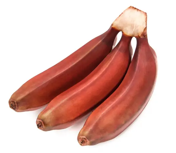 Bananier rouge