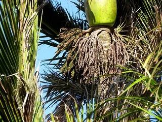 Rhopalostylis sapida　ニカウヤシ　※値下げOK Rhopalostylis sapida ニカウヤシ｜🍀GreenSnap（グリーンスナップ）