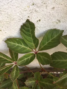 ヘンリーヅタ（ヘンリー蔦）の判定方法 (Parthenocissus henryana)