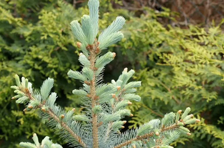 Noble fir 'Glauca'