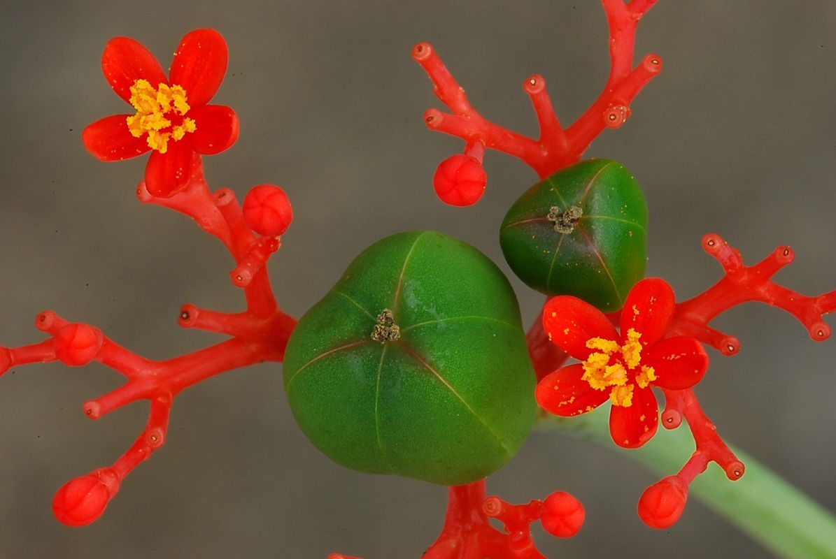 サンゴアブラギリ（珊瑚油桐）は有毒ですか？