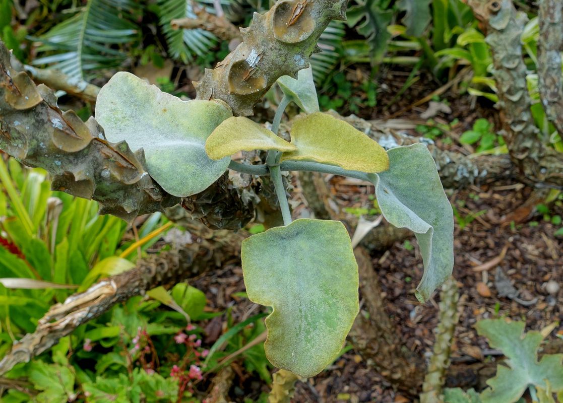 Ist Elefantenohr-Kalanchoe giftig?