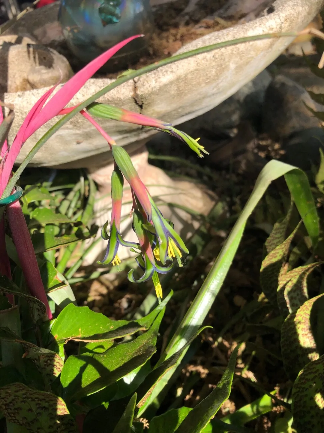 ヨウラクツツアナナス（瓔珞筒アナナス）の判定方法 (Billbergia nutans)