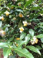 チャノキ（茶の木）の判定方法 (Camellia sinensis)