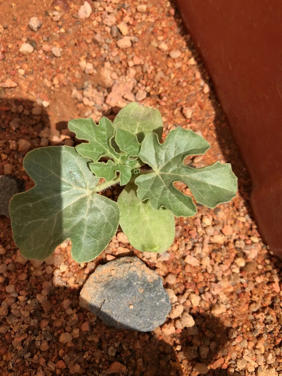スイカ（西瓜）の判定方法 (Citrullus lanatus)