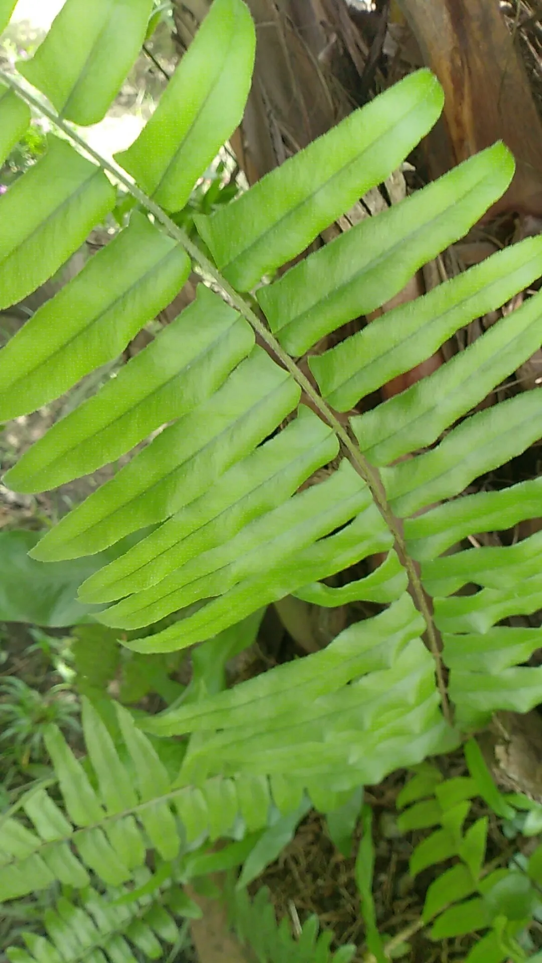 特大　鳳尾貫衆　ホウビカンジュ 152544817350443013.jpeg?x-oss-