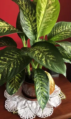 How to Grow and Care for Dieffenbachia
