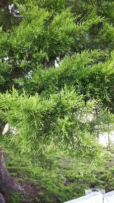 ゴールドクレスト♡5年生 土が乾いたら水やりします〰️ ゴールドクレストの育て方・栽培方法