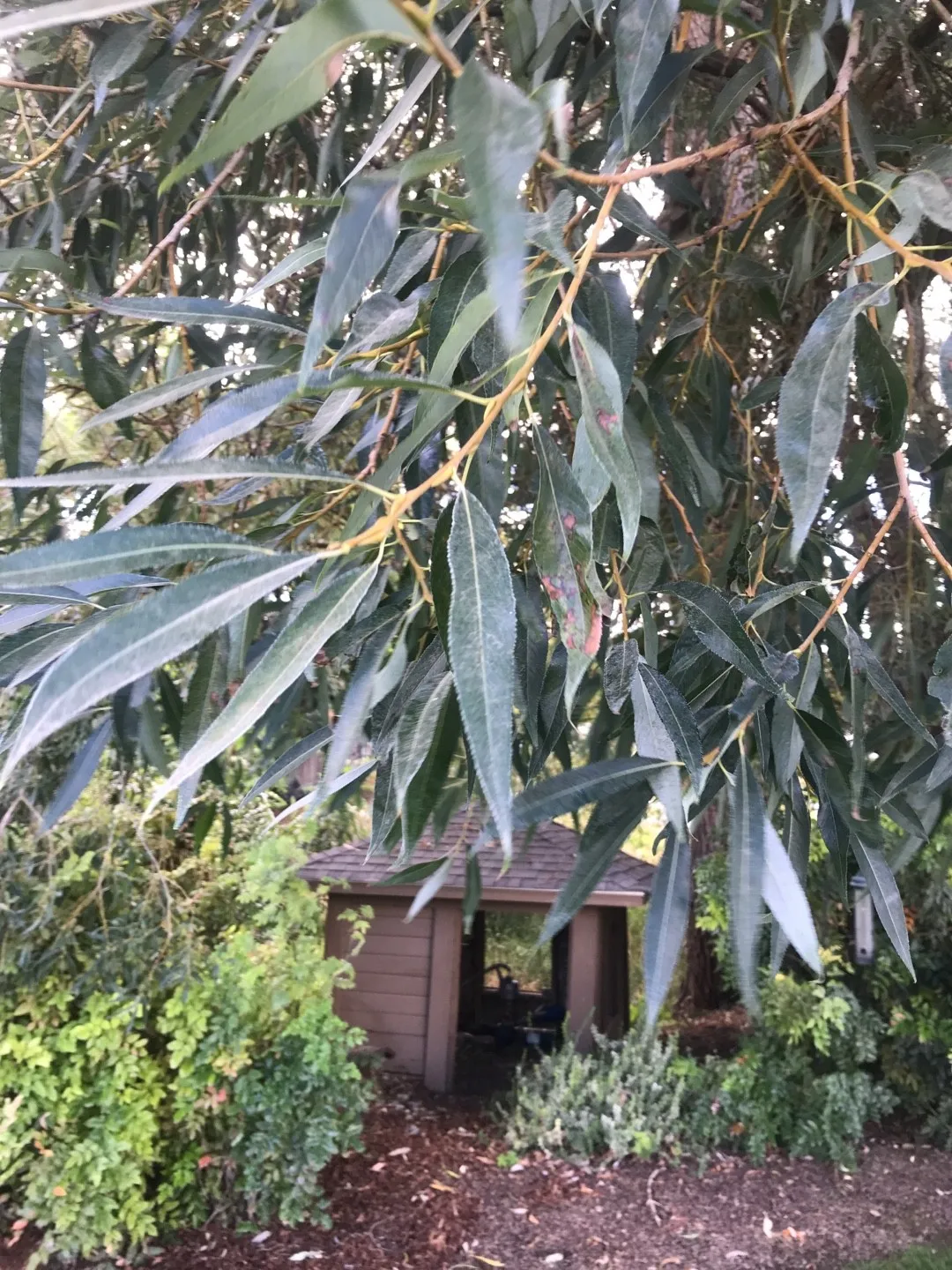 セイヨウシロヤナギ（西洋白柳）の判定方法 (Salix alba)