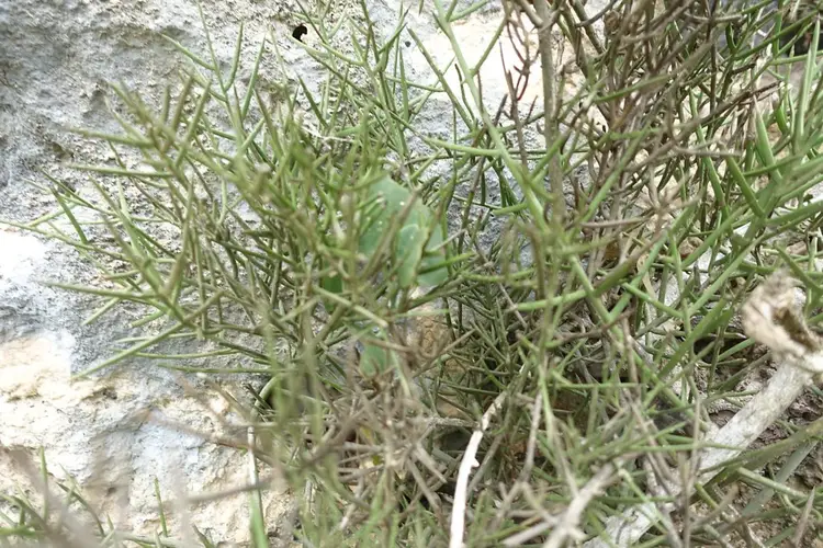 Azima tetracantha - PictureThis