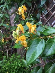 How to Grow and Care for Henry's honeysuckle