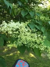 ハシドイ（丁香花）の判定方法 (Syringa reticulata)
