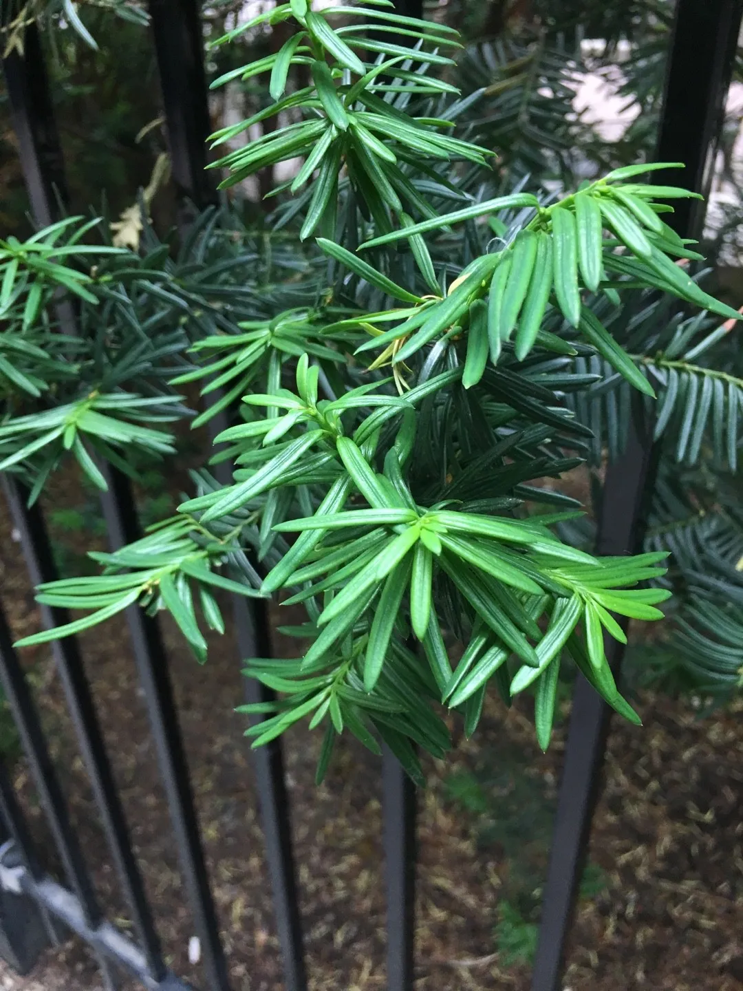 イチイ（一位）の判定方法 (Taxus cuspidata)