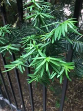 イチイ（一位）の判定方法 (Taxus cuspidata)