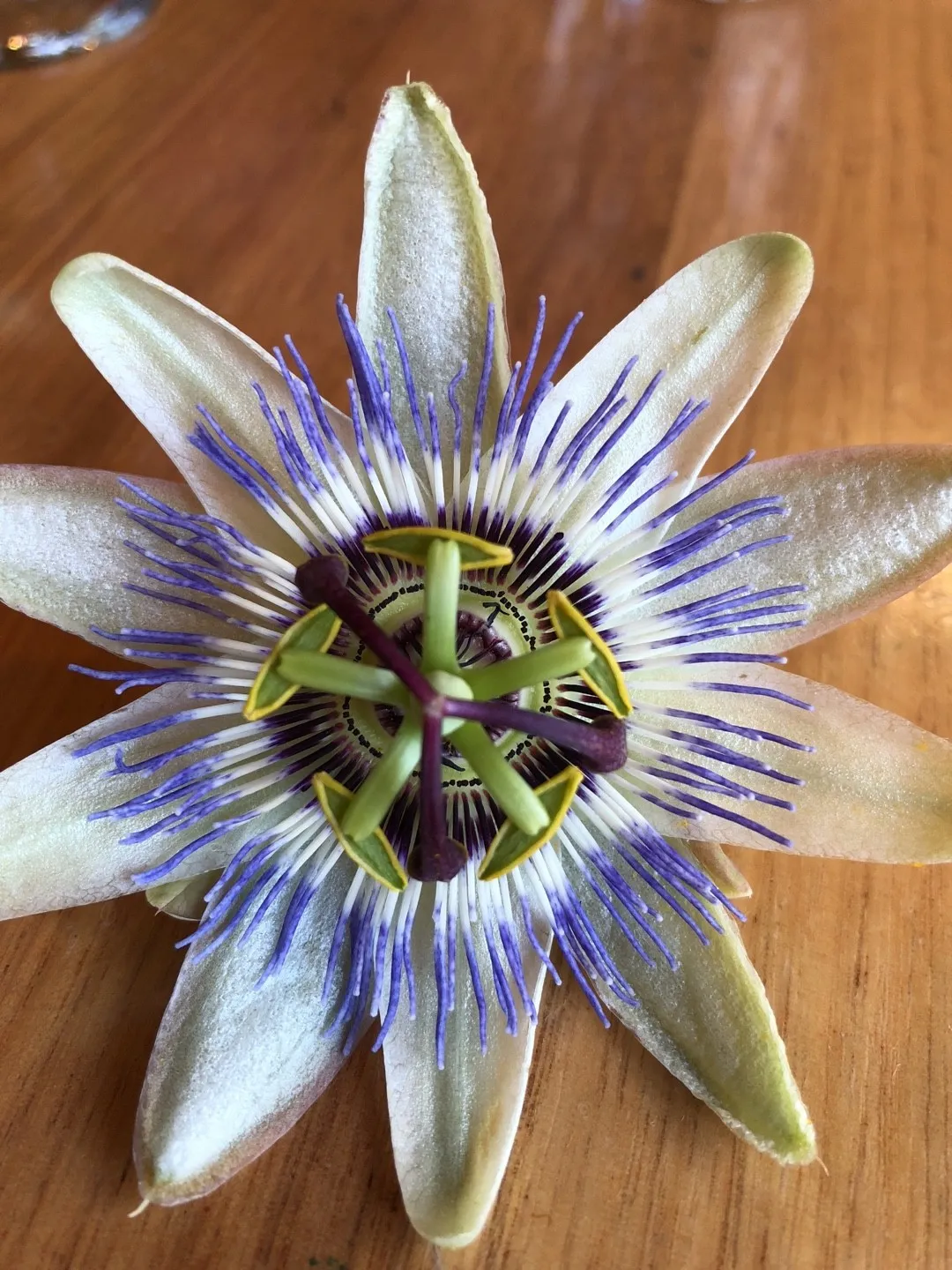 トケイソウ（時計草）の判定方法 (Passiflora caerulea)