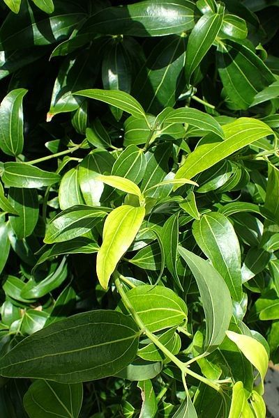 indoor eucalyptus plant for sale Potted Eucalyptus Tree