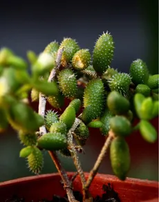 How to Grow and Care for Pickle Plant