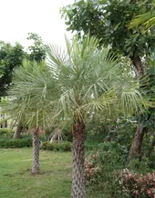 チャボトウジュロ（矮鶏唐棕櫚）の判定方法 (Chamaerops humilis)