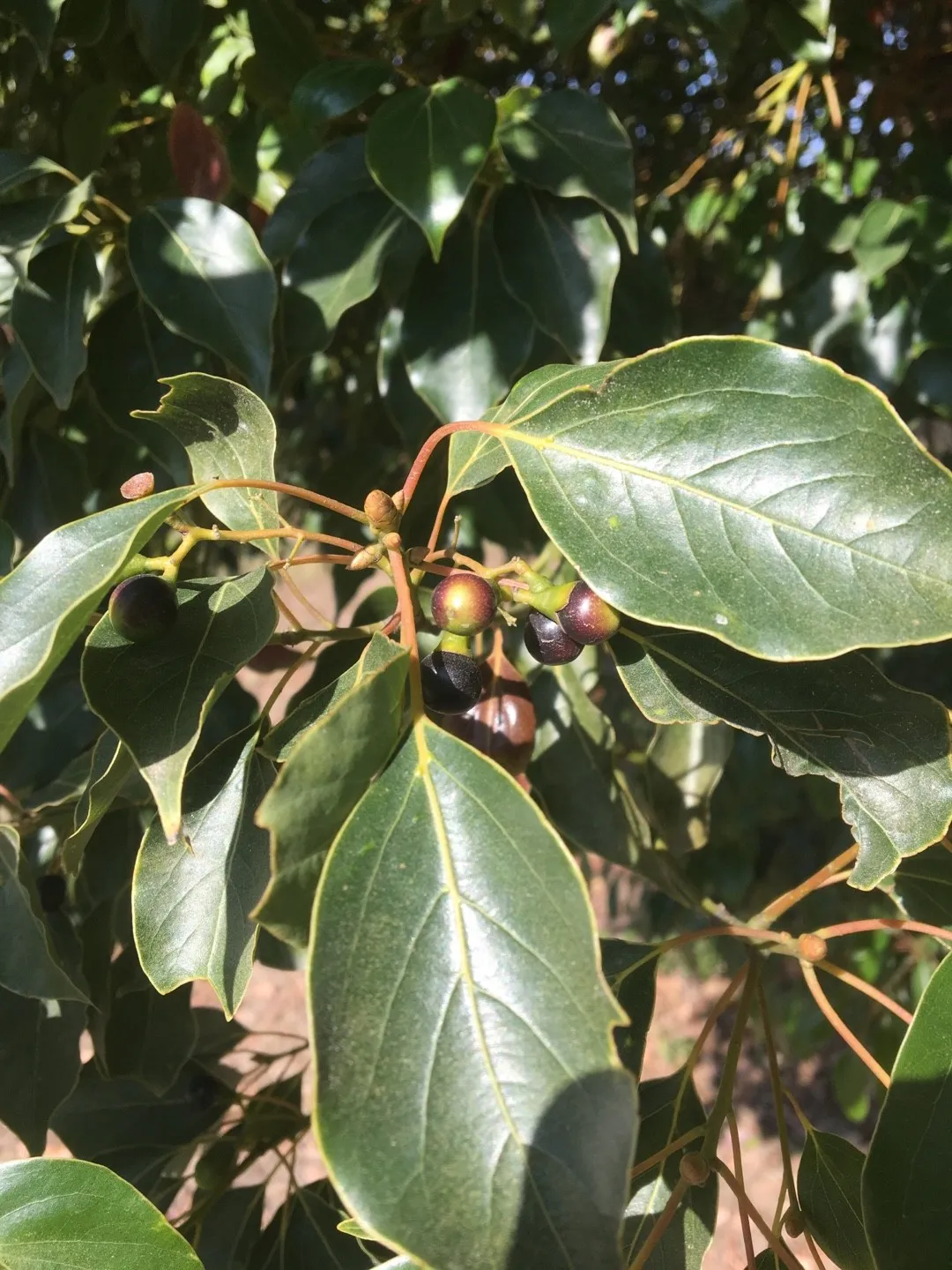 クスノキ（楠）の判定方法 (Cinnamomum camphora)