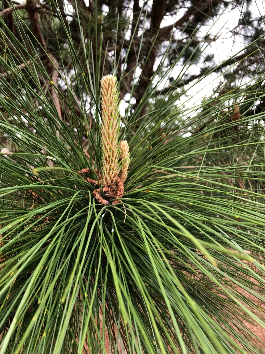 ダイオウショウ (大王松)の判定方法 (Pinus palustris)