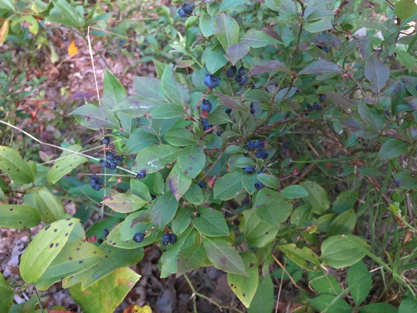 スノキ属の判定方法 (Vaccinium)