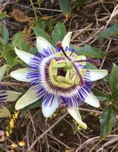 トケイソウ（時計草）の判定方法 (Passiflora caerulea)