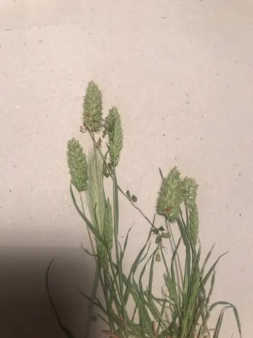 Confused canary grass