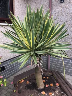 Wie man Gelbbunte Kerzen-Palmlilie 'Variegata' anbaut und pflegt