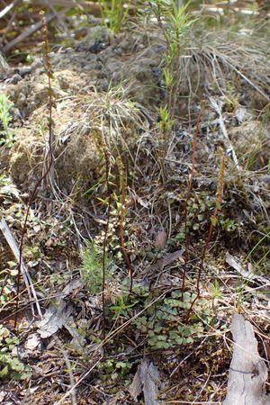 How to Grow and Care for Screw fern