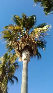ワシントンヤシモドキの判定方法 (Washingtonia robusta)