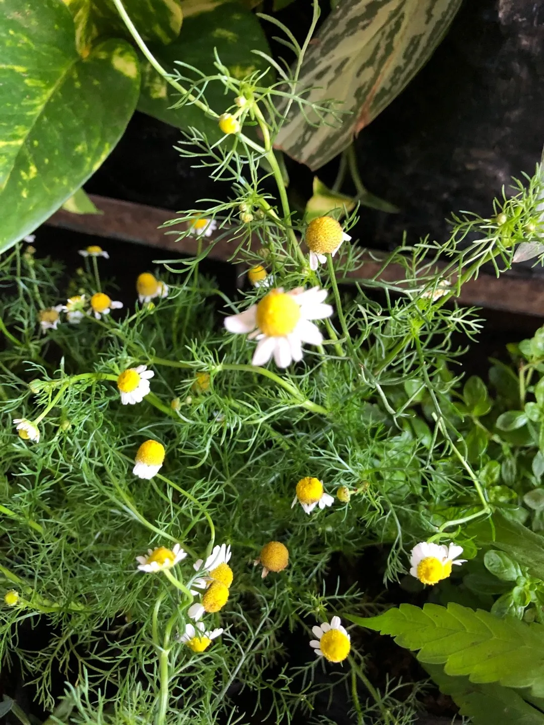 ローマンカモミールの判定方法 (Chamaemelum nobile)