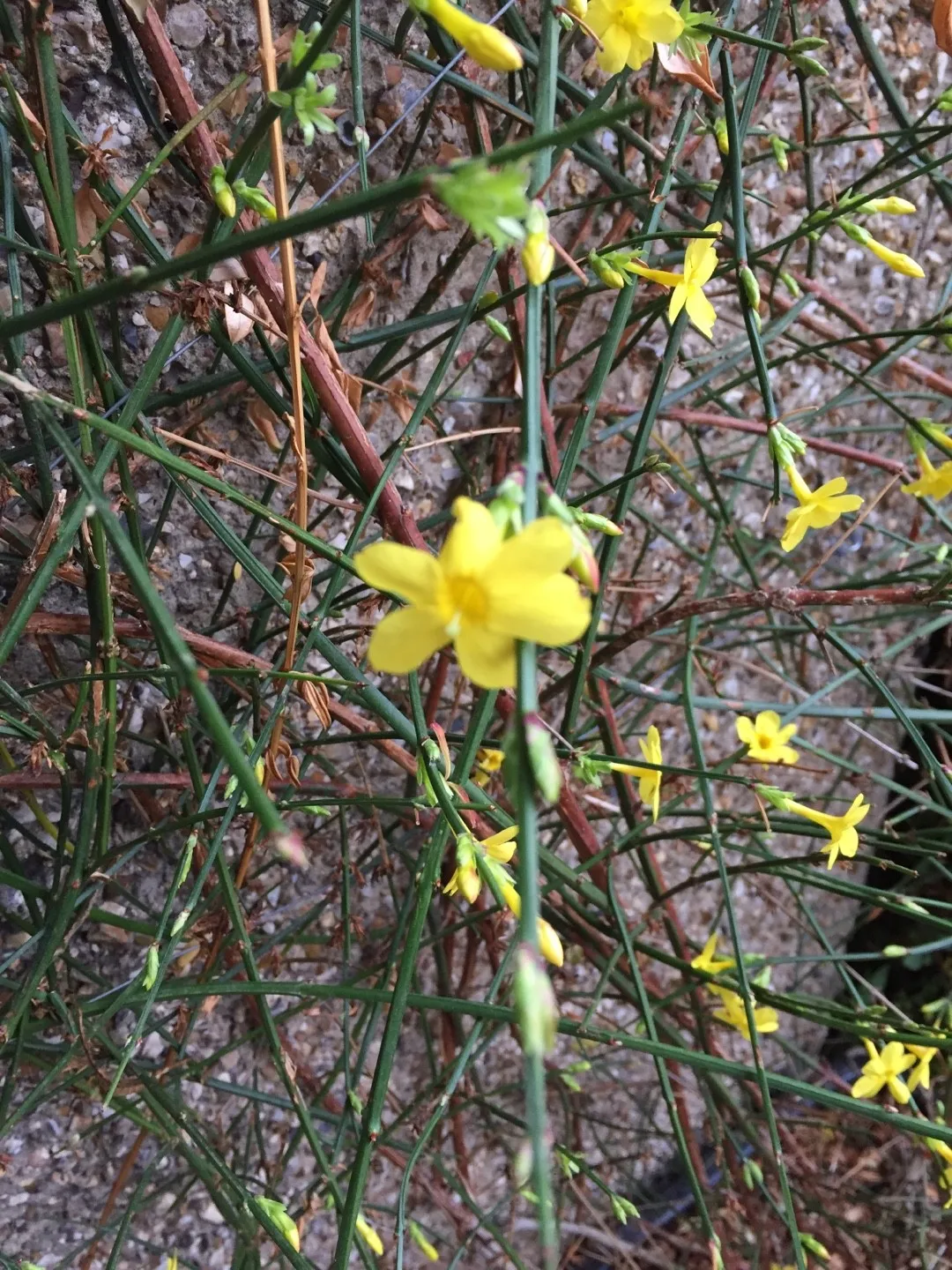 How to identify Jasmine (Jasminum)