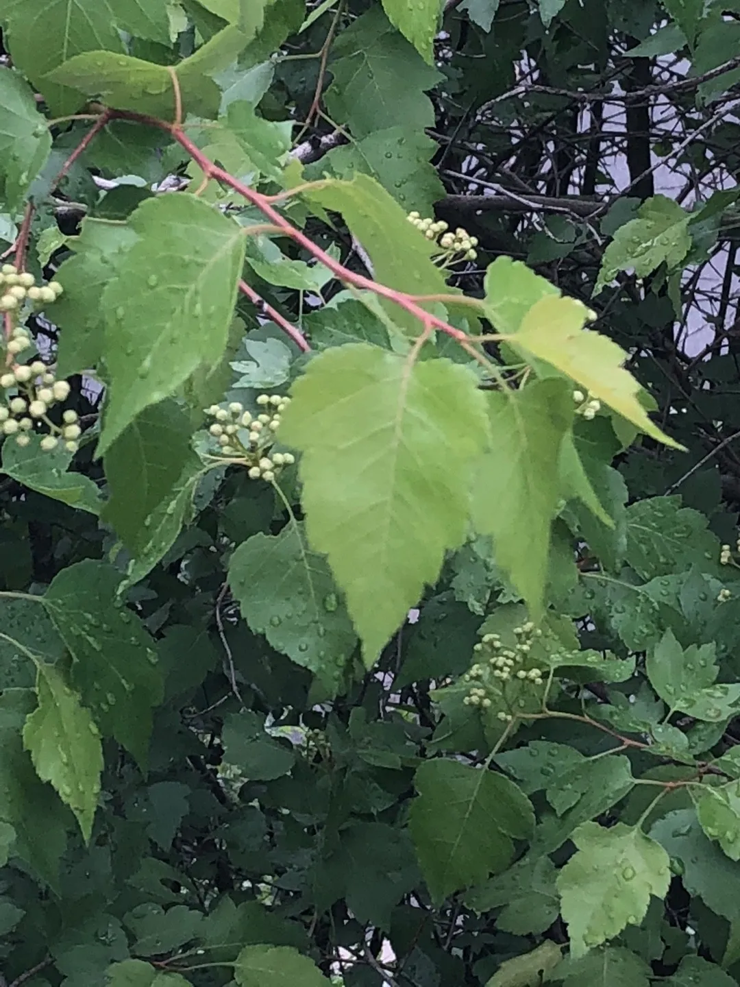 カラコギカエデ（鹿子木楓）の判定方法 (Acer tataricum subsp. ginnala)