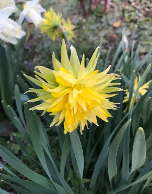 Daffodils 'Rip van Winkle'
