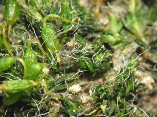 Pulvinate dry rock moss