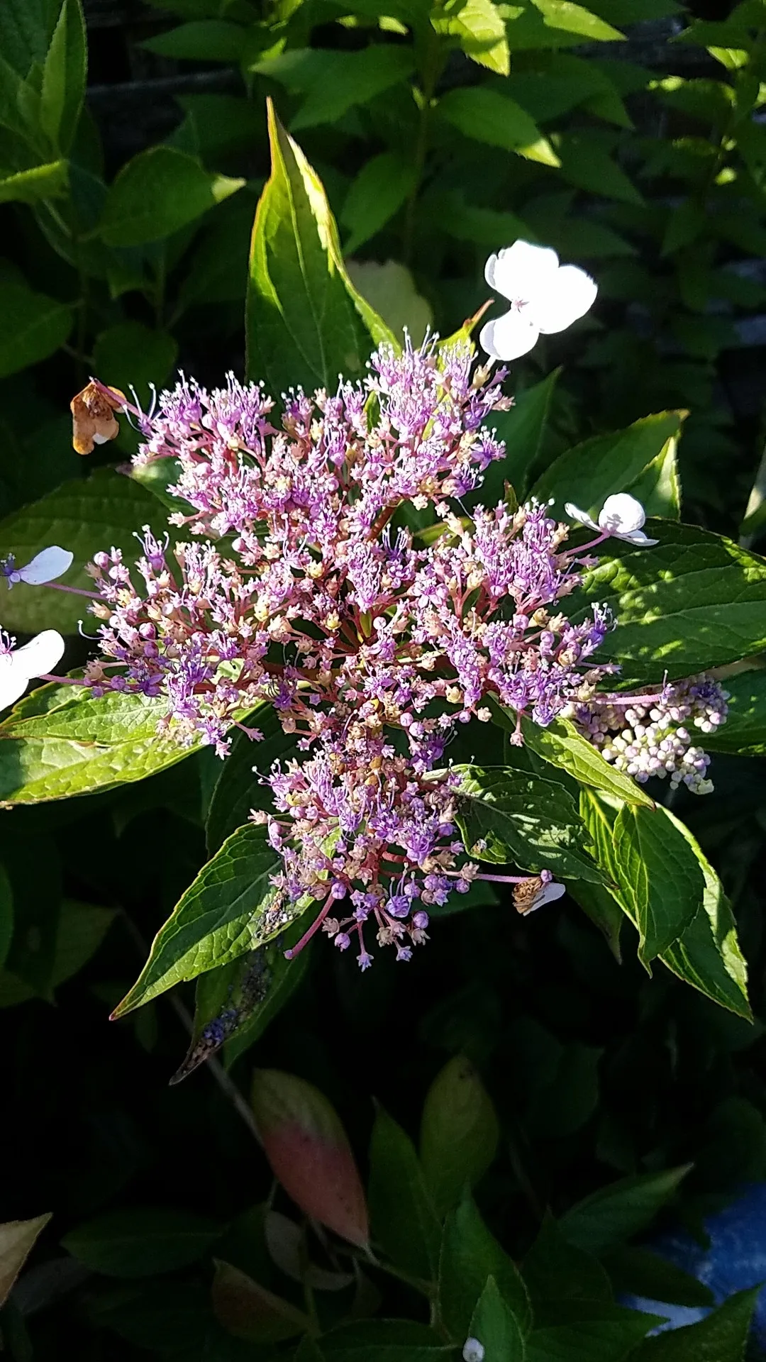 Cómo identificar Hortensia de montaña (Hydrangea serrata), image size:1080x1920