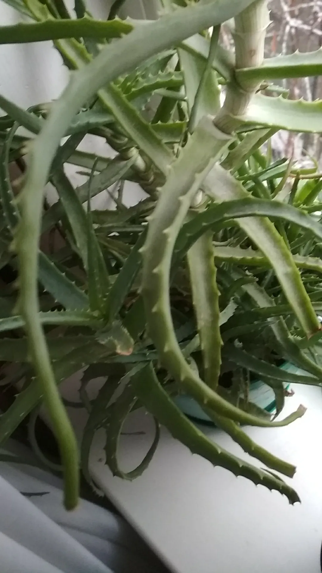 アロエ属の判定方法 (Aloe)