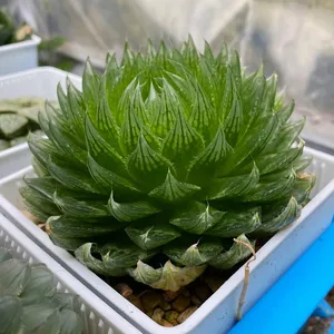 グラキリス ピクツラータ (Haworthia gracilis var. picturata