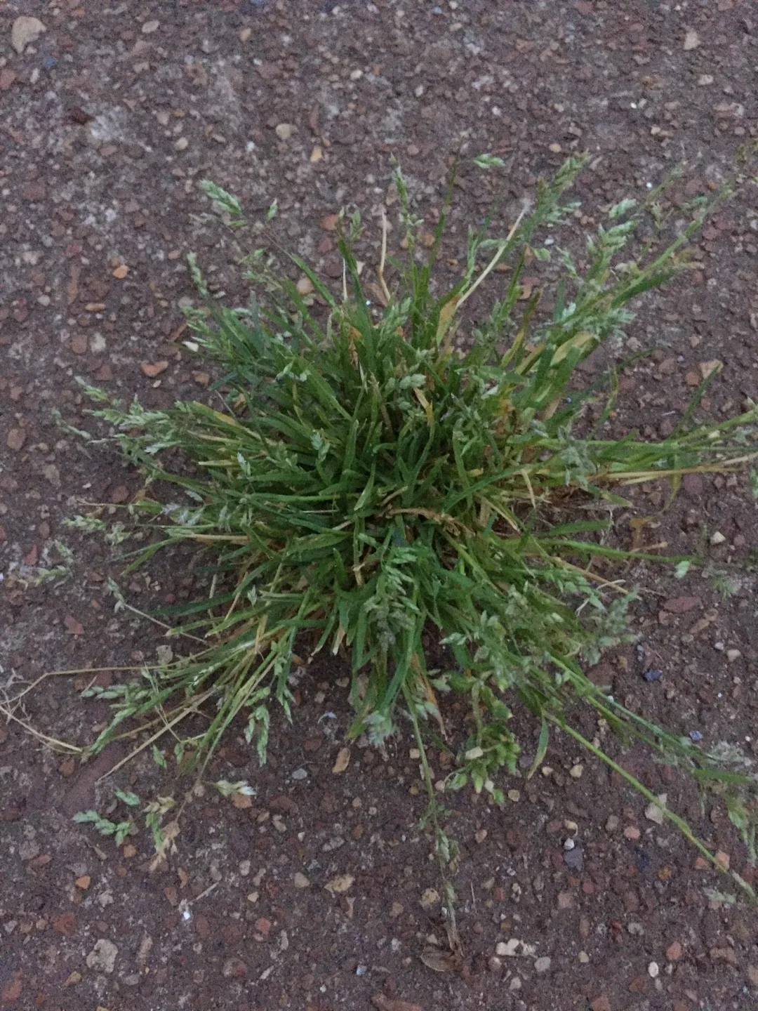 如何識別早熟禾(Poa annua)