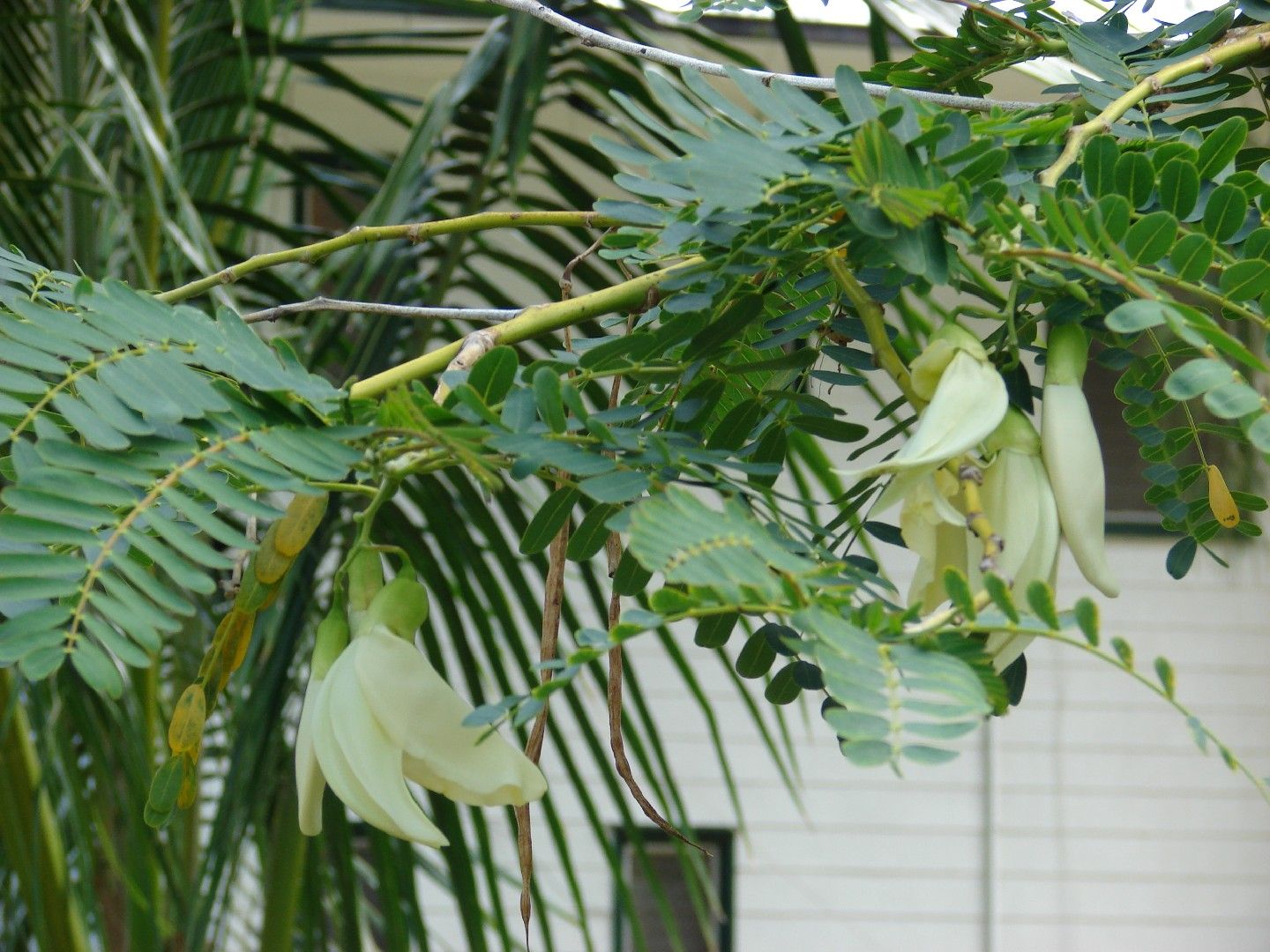 Seedeo® Turibaum / Kolibribaum Sesbania Grandiflora – 30 Samen, Essbare Blüten, Anzucht Ganzjährig Möglich