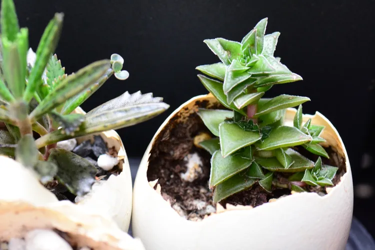 カクレイ (Crassula corymbulosa) - PictureThis