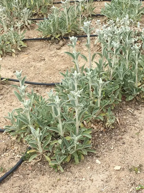 Wright's cudweed