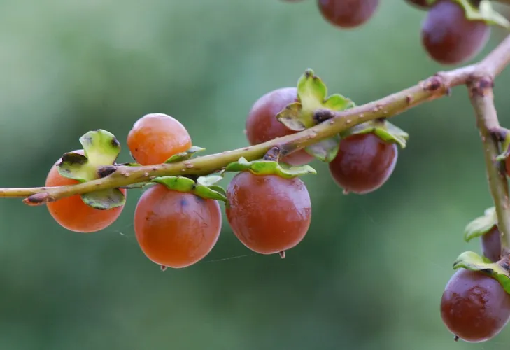 マメガキ（豆柿） (Diospyros lotus) - PictureThis